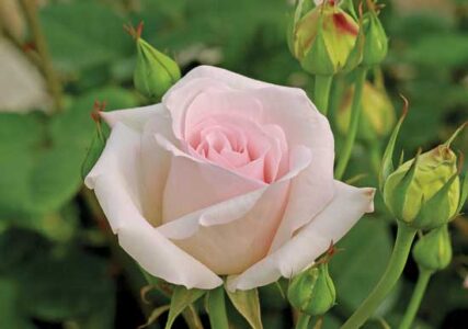 Grow a Shakespeare Garden